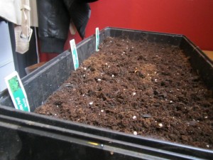 Herb Seeds Planted